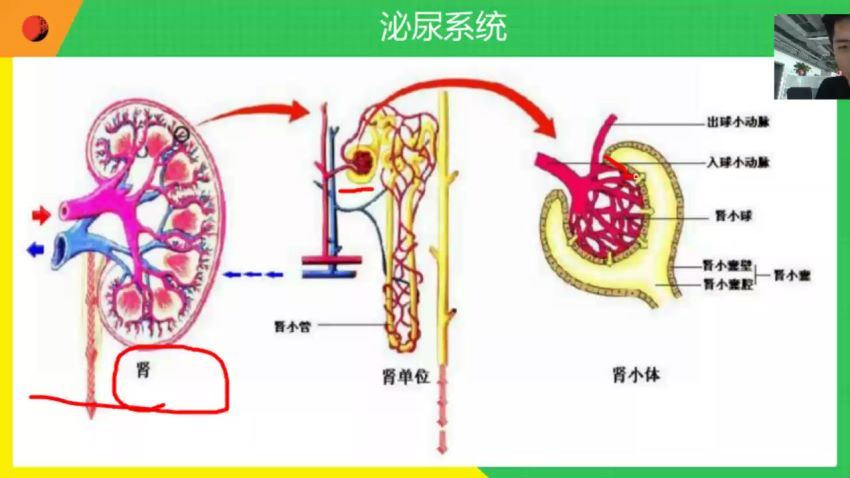 有道孙佳佳老师生物（中考磨砺班）（4.53G）