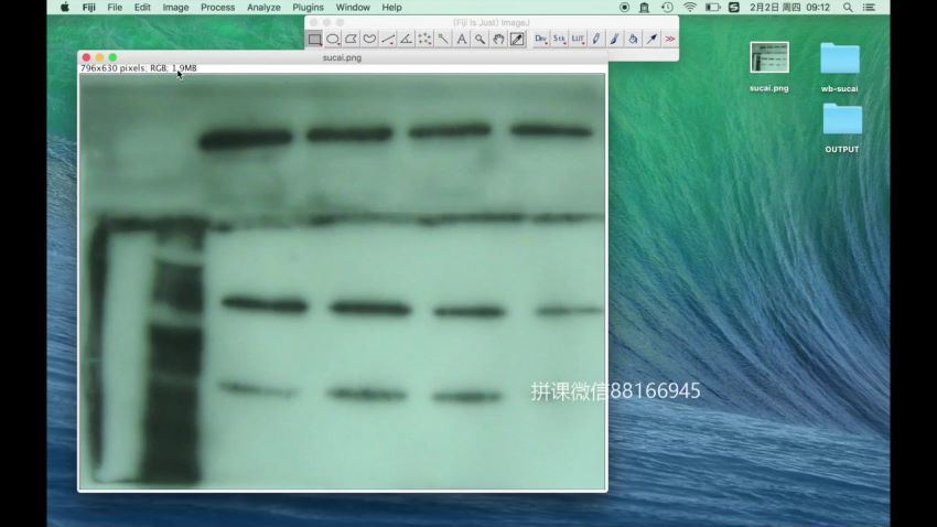 丁香公开课：Western blot 成功之道 (226.04M)