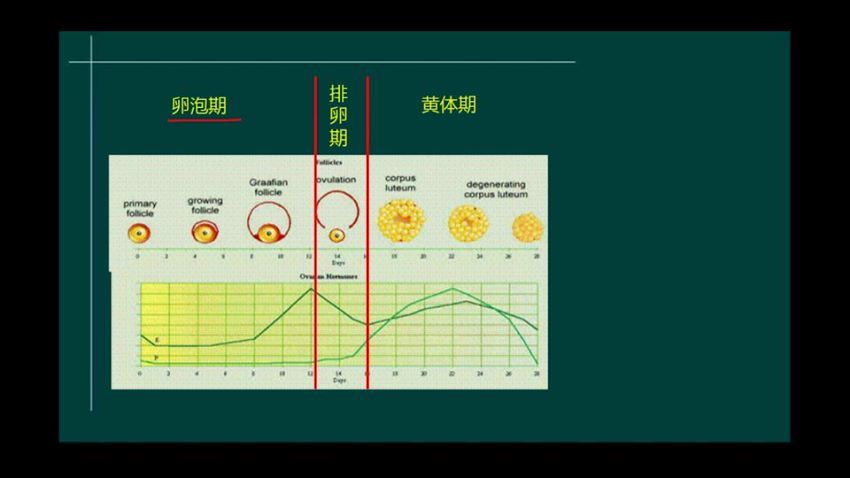 2022医学考试星恒教育：初级护师精品班 (27.32G)